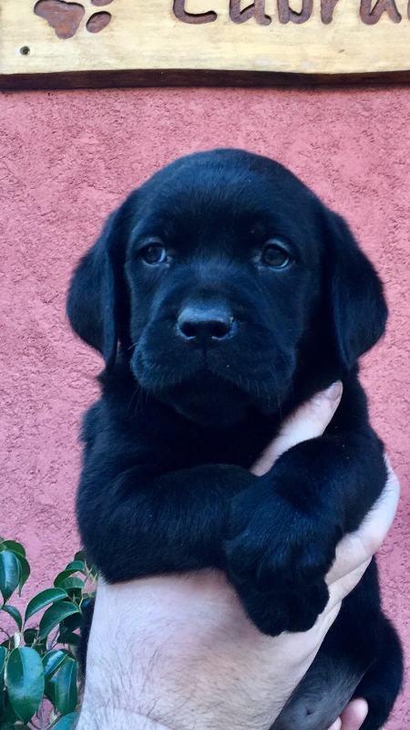 Labrador-retriver-štenci-