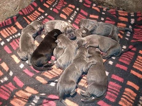 Cane-corso-stenci