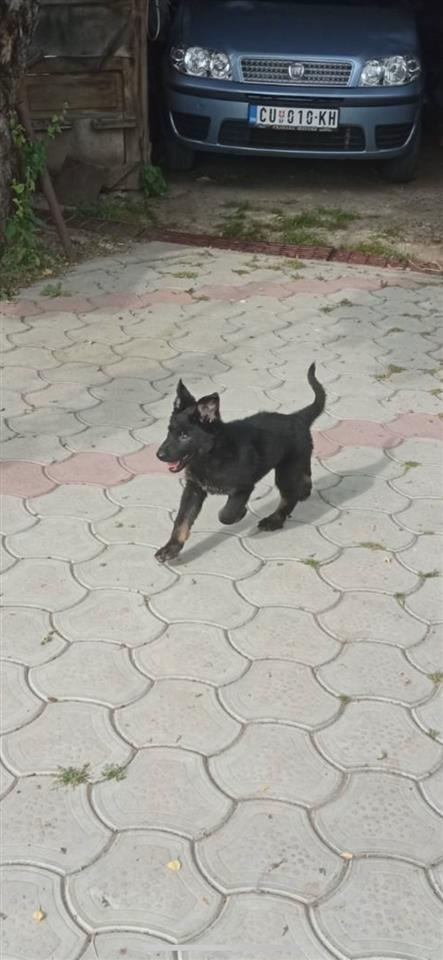 Nemački-ovčar---vučjak--štenci-