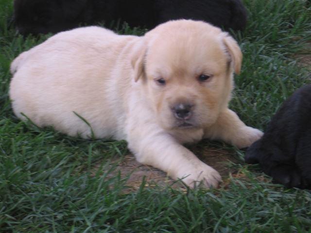 LABRADOR RETRIVER