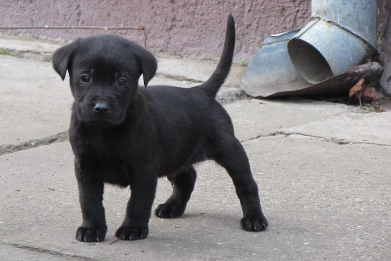 Stenad-labrador-retrivera