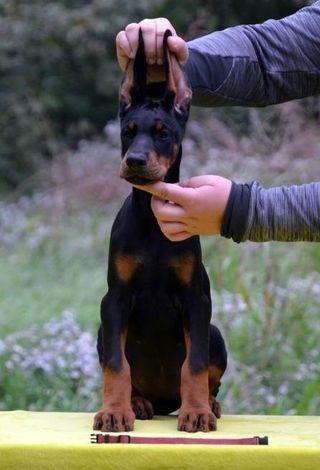 DOBERMAN-ŠTENAD