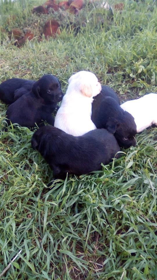stence-labrador
