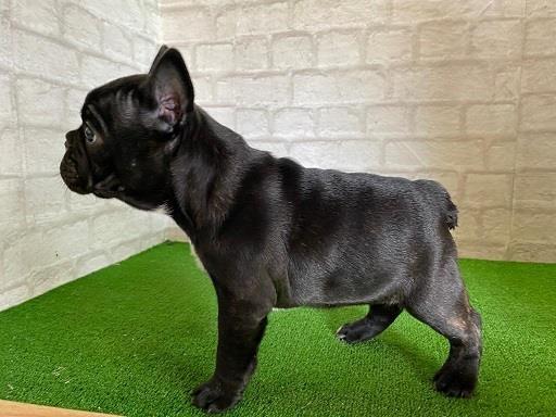 Francuski buldog 