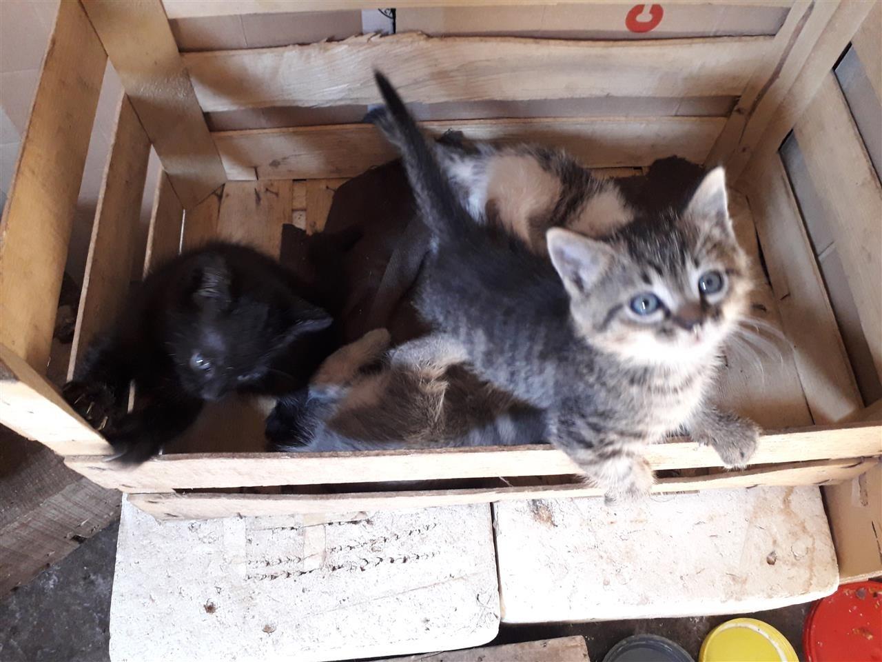 Poklanjam-domaće-mačiće