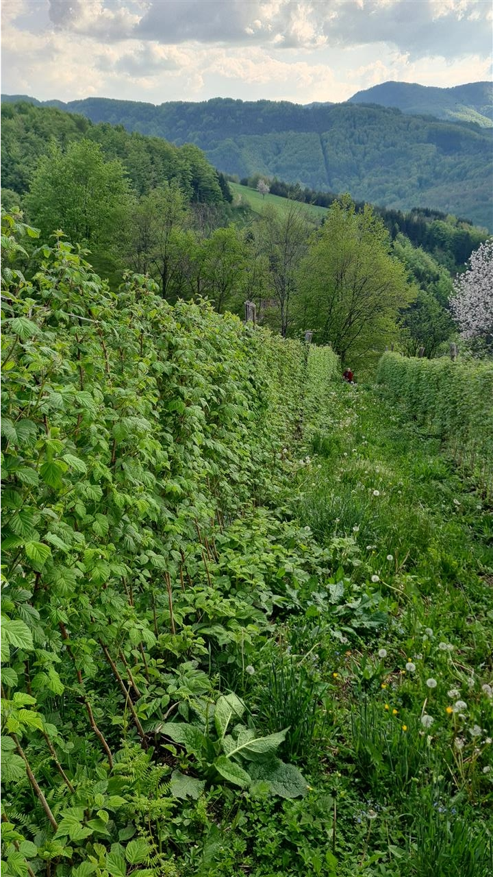 Berba-maline