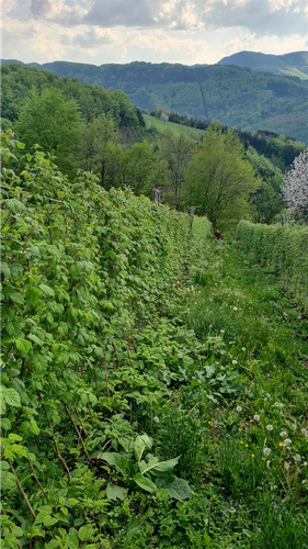 Berba maline