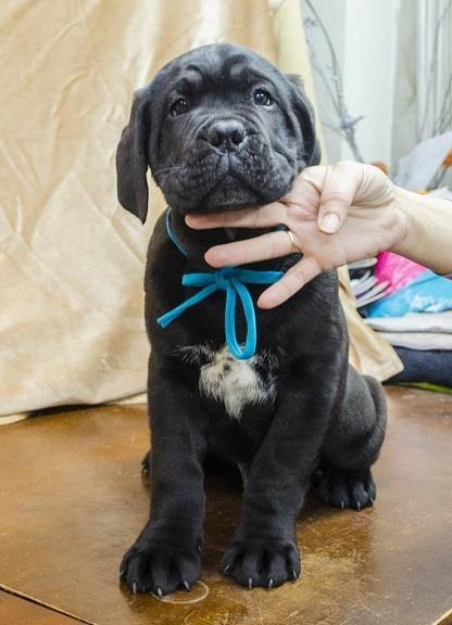 Cane-corso-štenci