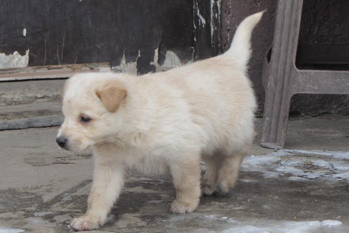 Labrador-retriver-stenad