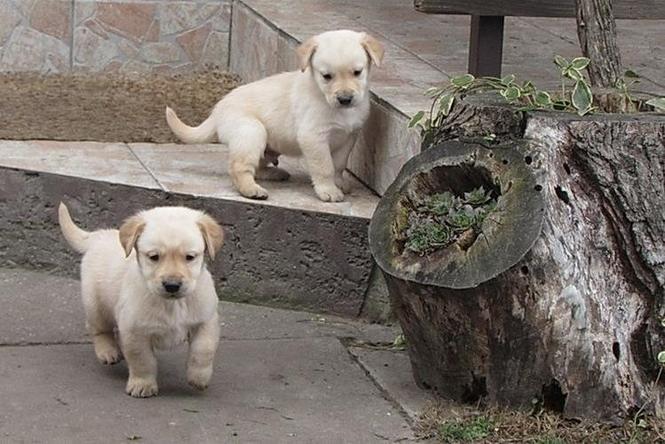 Labrador retriver stenci na prodaju