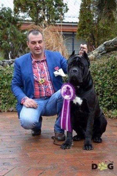 Cane-corso-stenci