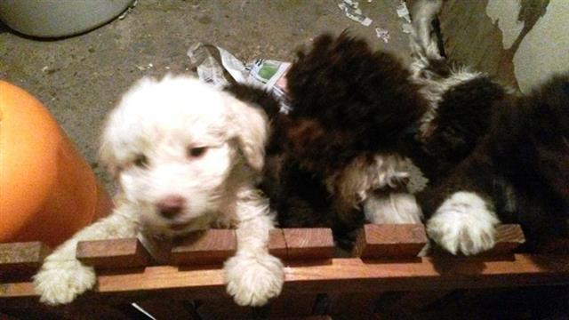 Lagotto-romagnolo