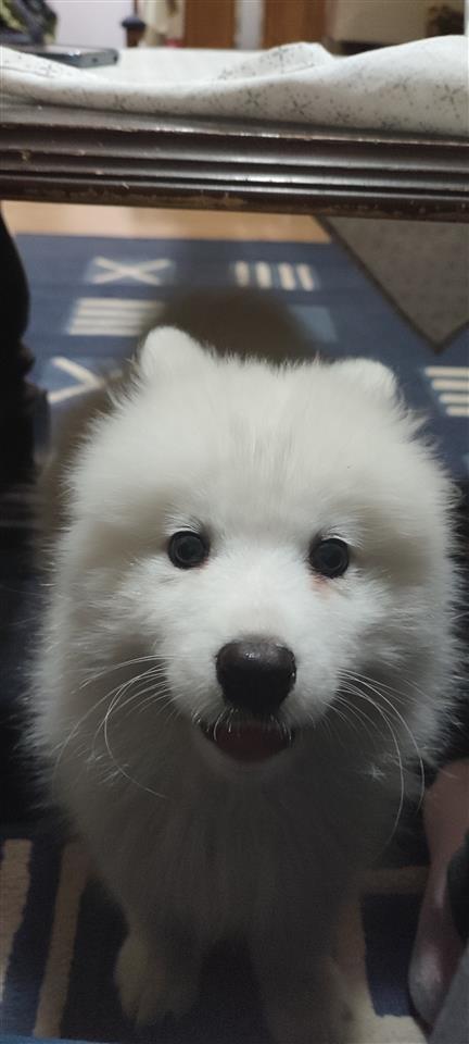 Samojed
