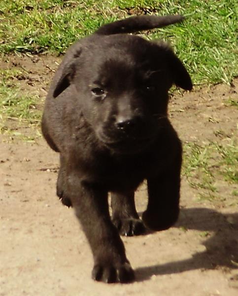 Labrador-Retriver-stenad