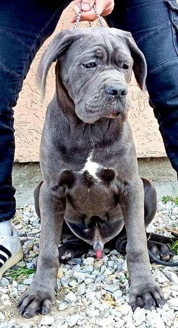 Cane-Corso-štenci