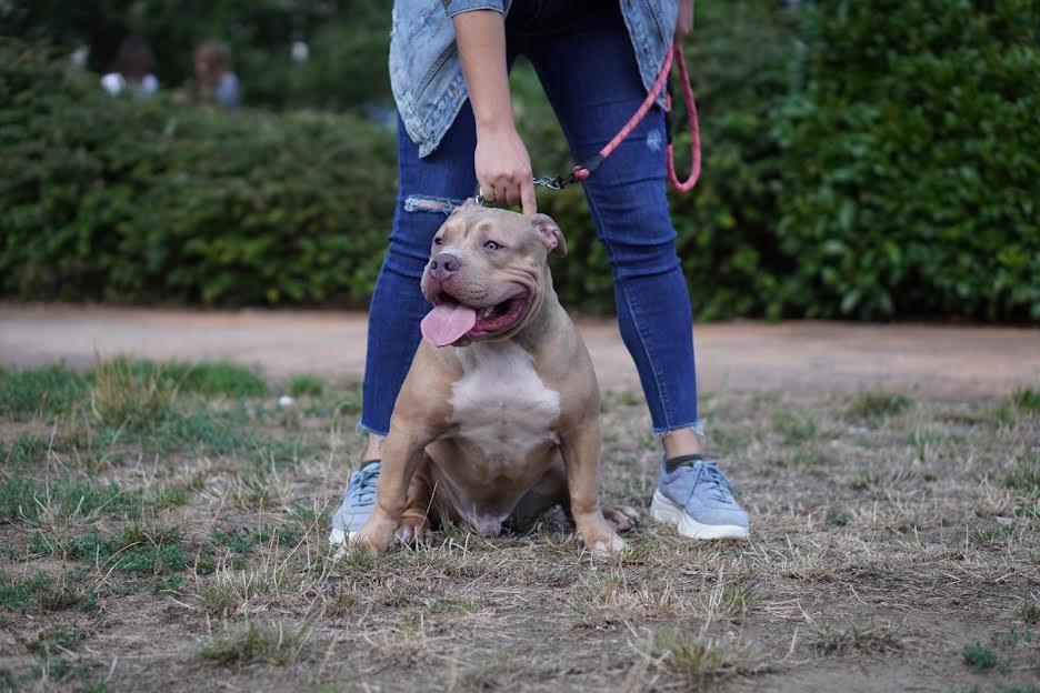 American-Bully-Pocket---Standard