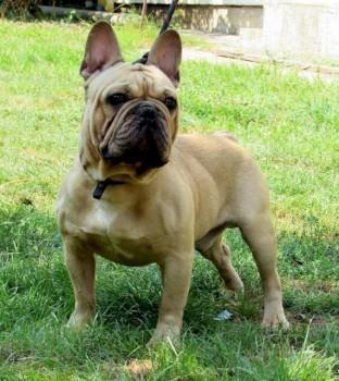 Francuski-buldog