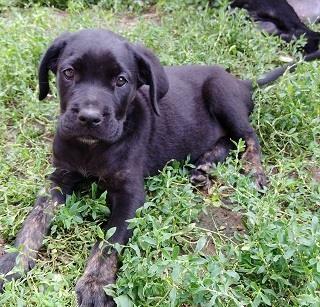 Cane-Corso-štenci
