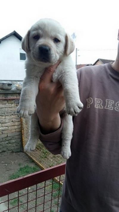 labrador-retriver-stenci