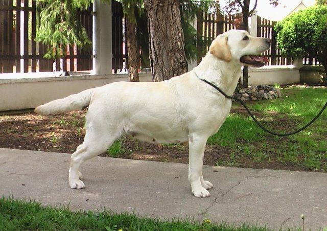 Labrador-stenci