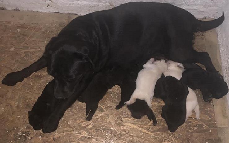 Labrador-retriver