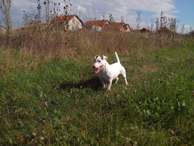Jack-Russell-terrier-stenci