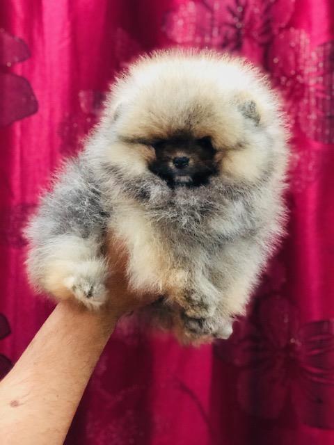 Pomeranac--Boo-štenci