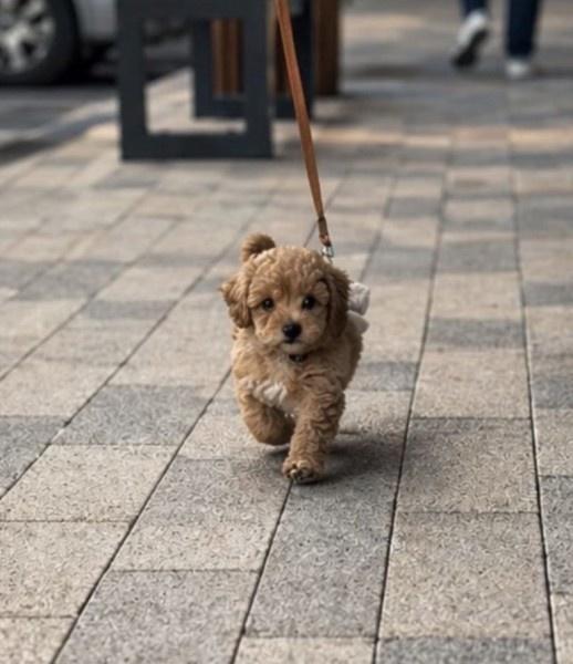 Maltipoo-vrhunske-genetike