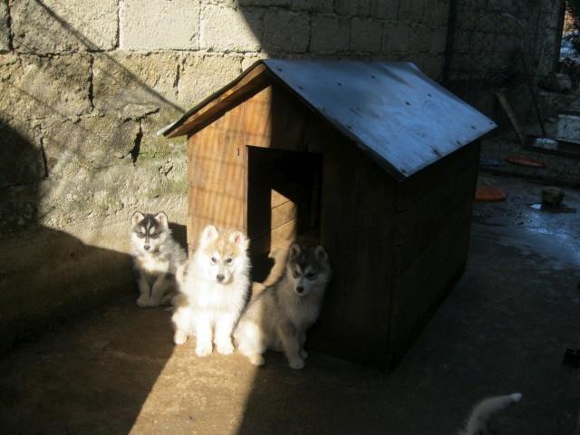 Sibirski-haski-stenad