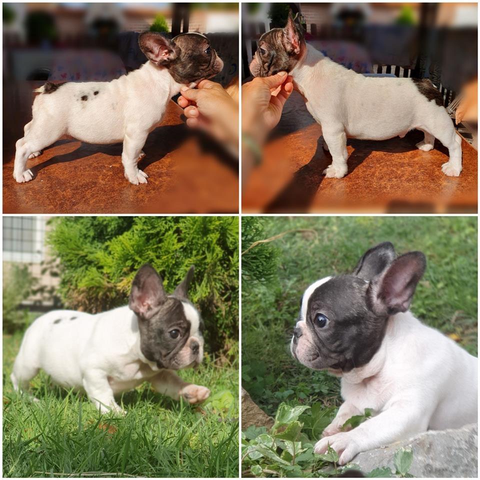 Francuski-buldog-TOP-quality