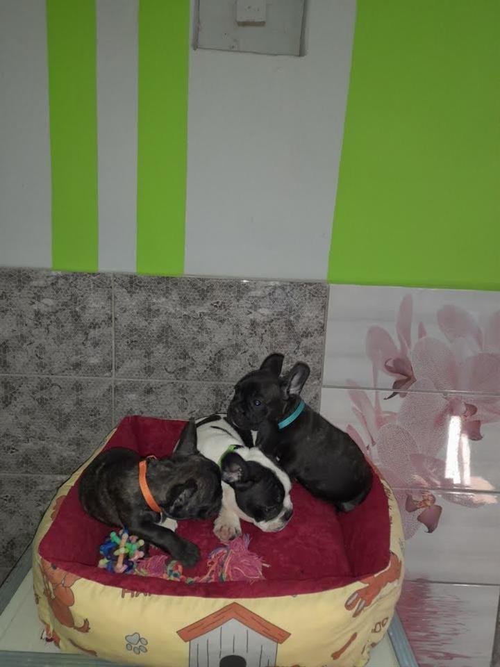 Francuski-Buldog