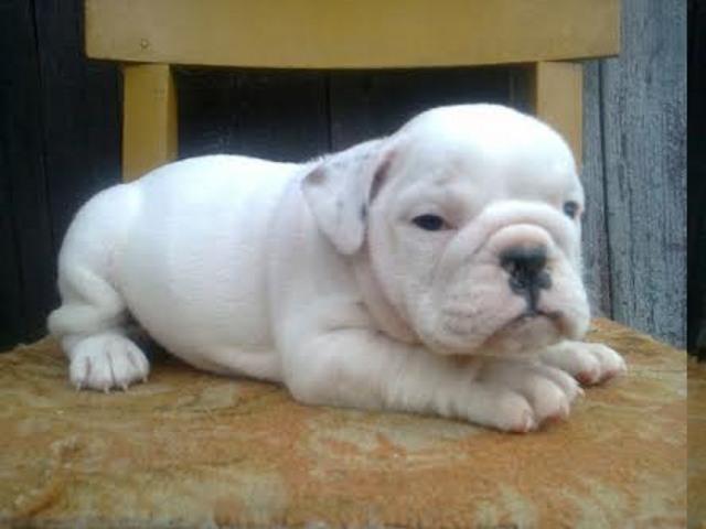 ENGLESKI BULDOG