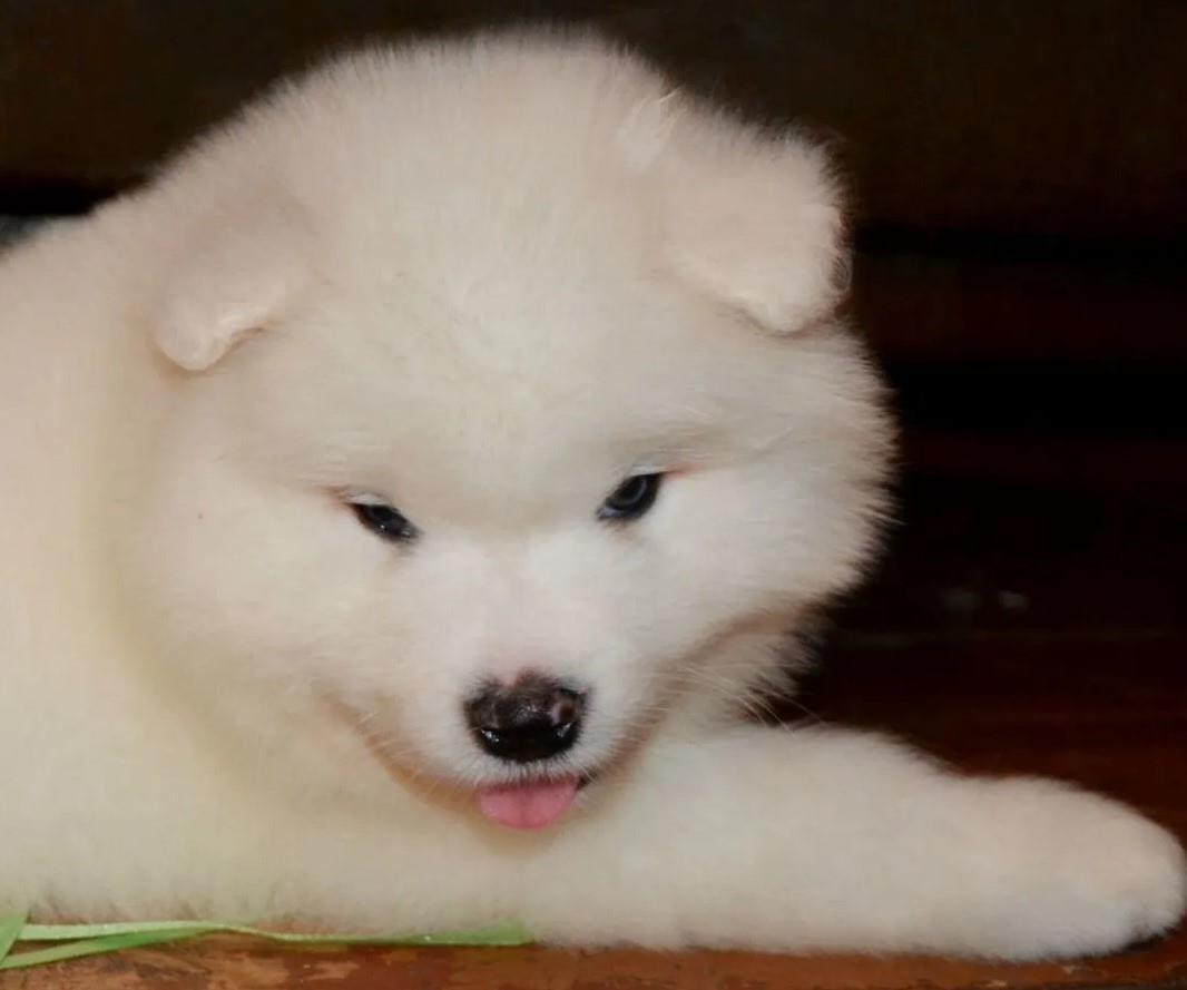 Samojed-i-Sibirski-haski-stenci