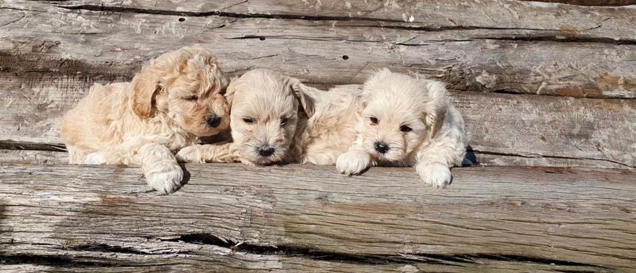 Prelepi-maltipoo-stenci-