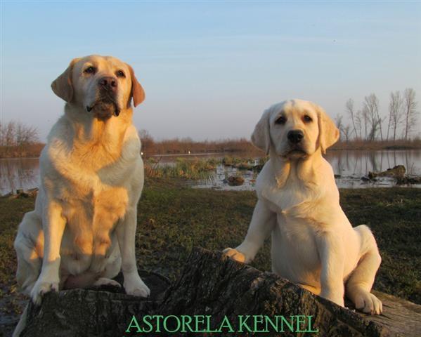 Prelepa-zenkica-labrador-retrivera