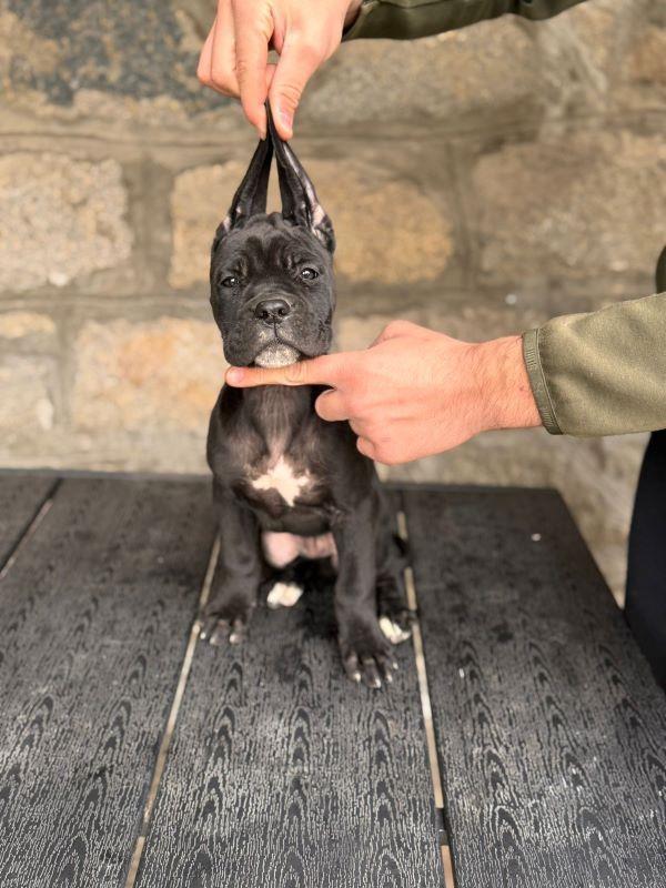 Cane-Corso-štenci