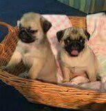 Mops