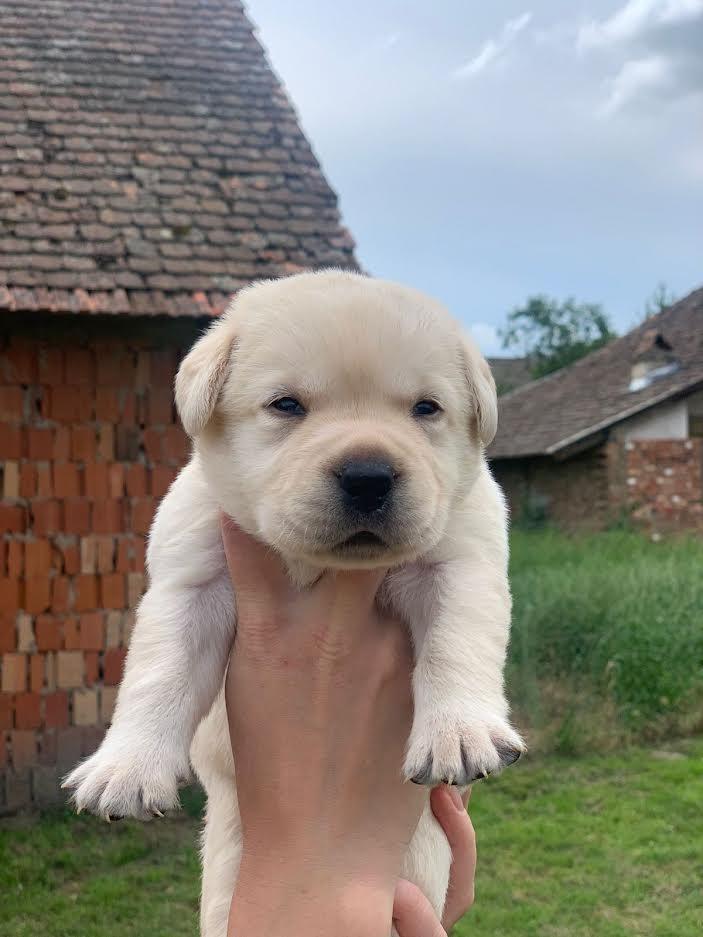 Štenci-Labrador-Retrivera