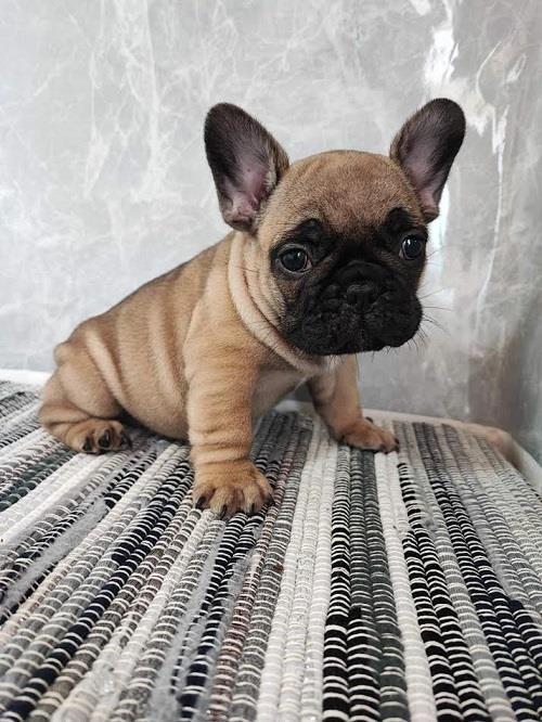 Francuski-buldog-štenci-