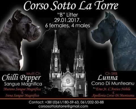 CANE-CORSO-Stenci