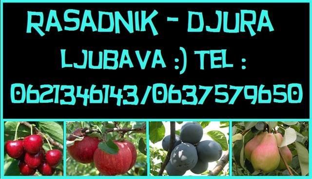 Vocne-i-lozne-sadnice