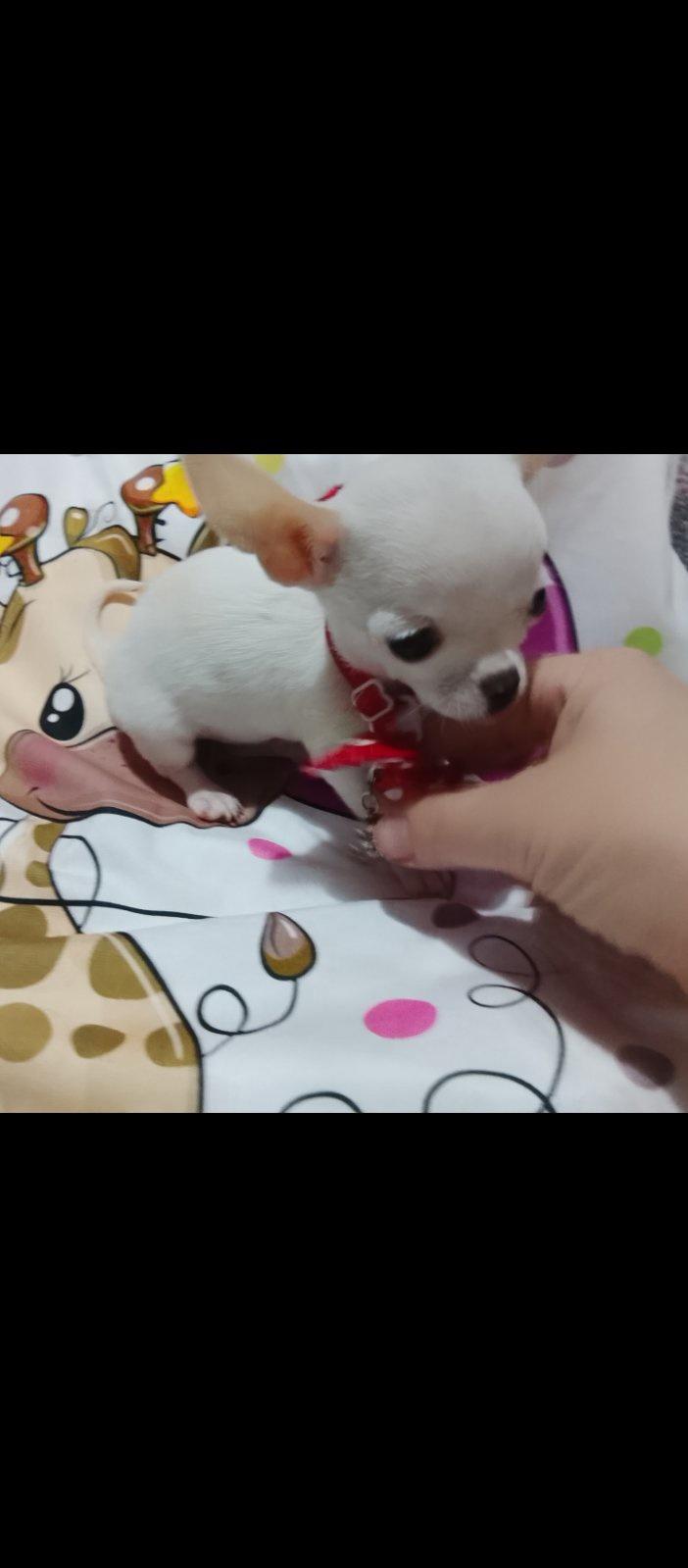 MINI-ČIVAVE
