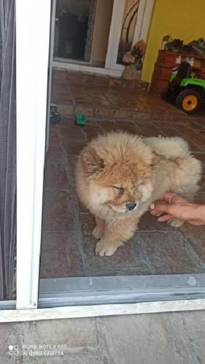 Chow-Chow-zenkica