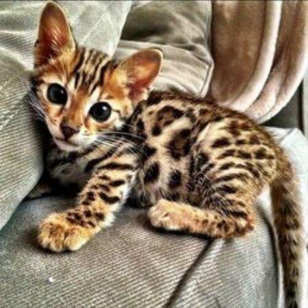 bengalski