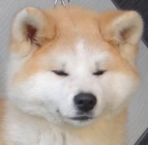 -Akita-Inu---prelep-muzjak
