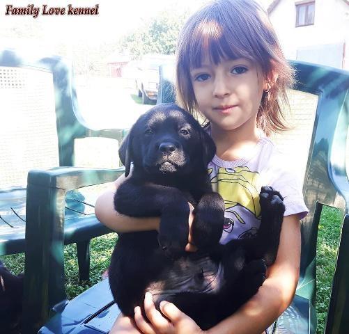 Labrador-Retriver