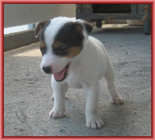 Jack-russell-terrier