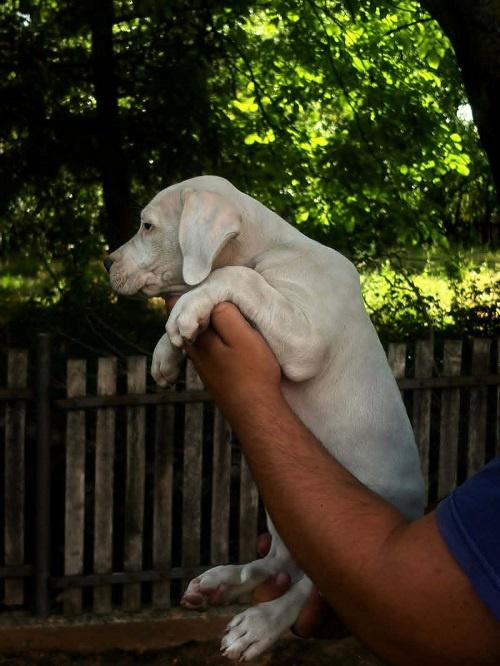 ARGENTINSKA-DOGA-štenci