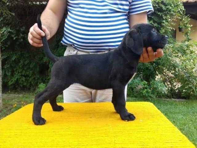 -CANE-CORSO-vrhunsko-štene-
