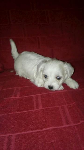 Maltezeri-mini